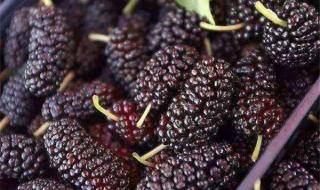 桑葚如何清洗能生吃 桑葚如何清洗能生吃